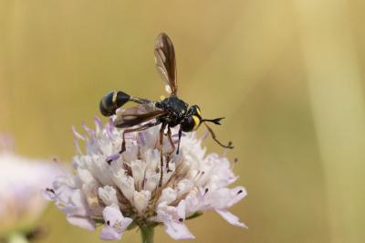  Physocephala rufipes (Fabricius, 1781)