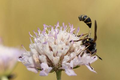  Physocephala rufipes (Fabricius, 1781)