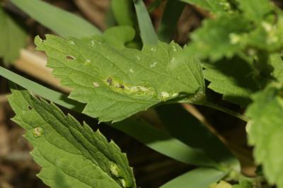  Dasineura urticae (Perris, 1840)
