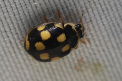 Coccinelle à damier, Coccinelle à 14 points Propylea quatuordecimpunctata (Linnaeus, 1758)