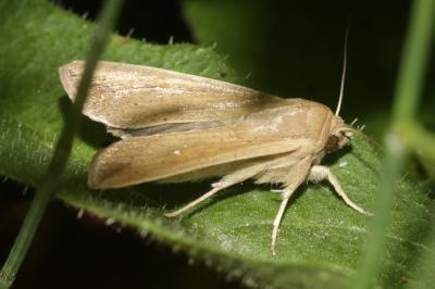 Leucanie orbicole (La) Mythimna unipuncta (Haworth, 1809)