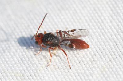  Aridelus rufotestaceus