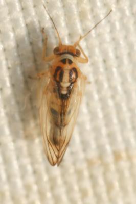  Psyllopsis fraxini (Linnaeus, 1758)