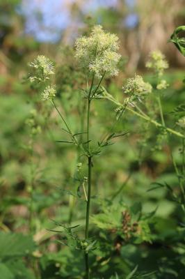 Pigamon méditerranéen Thalictrum lucidum L., 1753