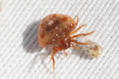  Cyrtarachne ixoides (Simon, 1870)
