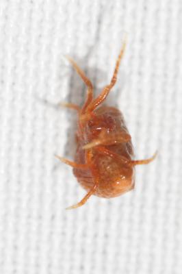 Cyrtarachne ixoides (Simon, 1870)