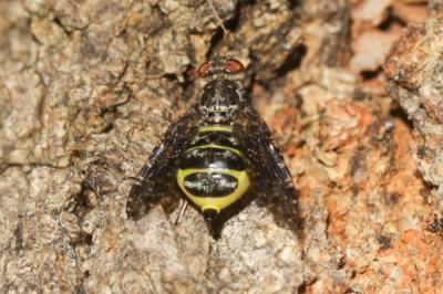  Platystoma lugubre (Robineau-Desvoidy, 1830)