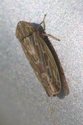  Arocephalus longiceps (Kirschbaum, 1868)
