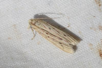  Ematheudes punctella (Treitschke, 1833)