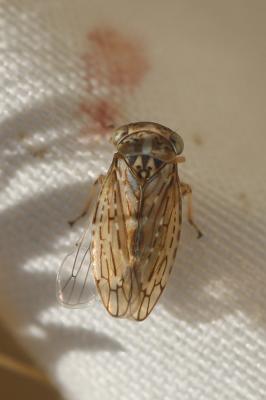  Idiocerus herrichii Kirschbaum, 1868