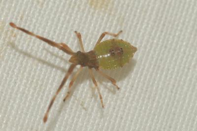  Gonocerus 
