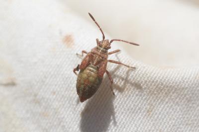 Corise de la jusquiame Corizus hyoscyami (Linnaeus, 1758)