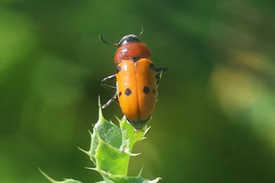 Antipe à six tâches Tituboea sexmaculata (Fabricius, 1781)