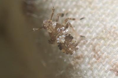 Delphacide à corne Asiraca clavicornis (Fabricius, 1794)
