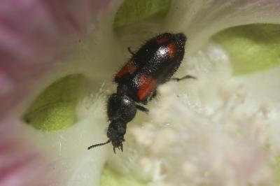  Divales quadrimaculatus (Olivier, 1790)