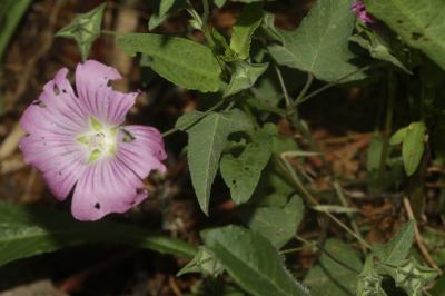 Lavatère ponctuée Malva punctata (L.) Alef., 1862