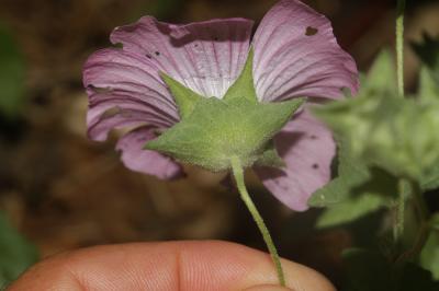 Lavatère ponctuée Malva punctata (L.) Alef., 1862