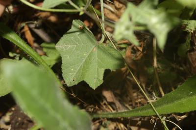 Lavatère ponctuée Malva punctata (L.) Alef., 1862