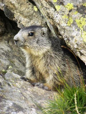 Marmotte des Alpes, Marmotte Marmota marmota (Linnaeus, 1758)