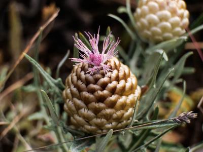 Pomme-de-pin Rhaponticum coniferum (L.) Greuter, 2003