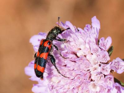Clairon à épaulettes Trichodes leucopsideus (Olivier, 1795)