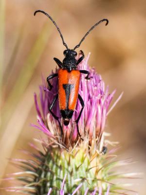  Stictoleptura cordigera (Fuessly, 1775)