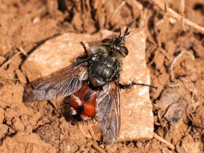  Peleteria rubescens (Robineau-Desvoidy, 1830)
