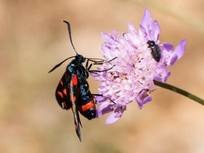 Zygène de la Coronille variée (La), Zygène de la C Zygaena ephialtes (Linnaeus, 1767)