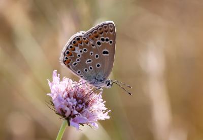 Azuré de l'Adragant (L'), Azuré du Plantain (L'),  Polyommatus escheri (Hübner, 1823)