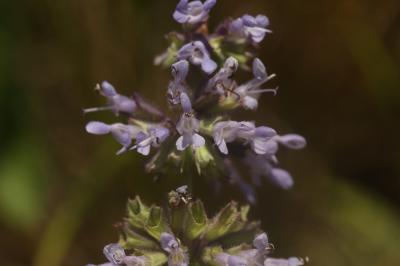 Sauge verticillée Salvia verticillata L., 1753