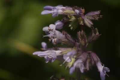 Sauge verticillée Salvia verticillata L., 1753