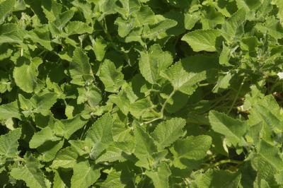 Sauge verticillée Salvia verticillata L., 1753
