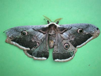 Grand Paon de nuit Saturnia pyri (Denis & Schiffermüller, 1775)