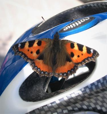 Petite Tortue (La), Vanesse de l'Ortie (La), Petit Aglais urticae (Linnaeus, 1758)