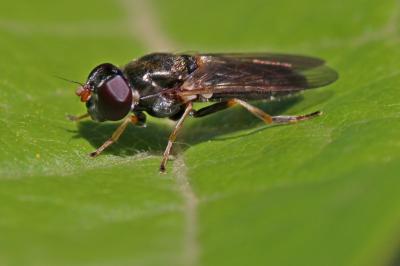  Cheilosia soror (Zetterstedt, 1843)