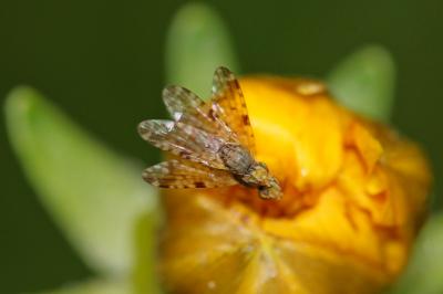  Dioxyna bidentis (Robineau-Desvoidy, 1830)