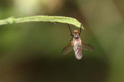  Empis pennipes Linnaeus, 1758
