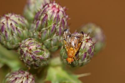  Xyphosia miliaria (Schrank, 1781)