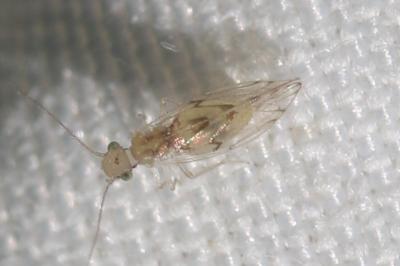  Trichopsocus dalii (McLachlan, 1867)