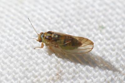  Psyllopsis fraxini (Linnaeus, 1758)