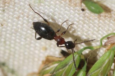  Anthelephila pedestris (Rossi, 1790)