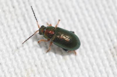  Crepidodera aurata (Marsham, 1802)