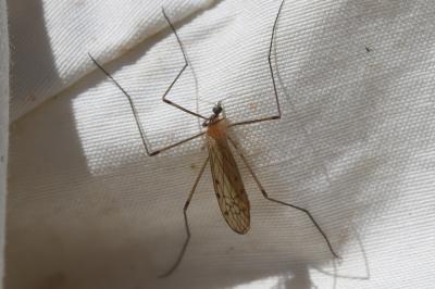  Limonia phragmitidis (Schrank, 1781)