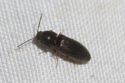  Pheletes quercus (Olivier, 1790)