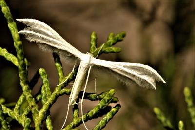  Pterophorus pentadactylus (Linnaeus, 1758)