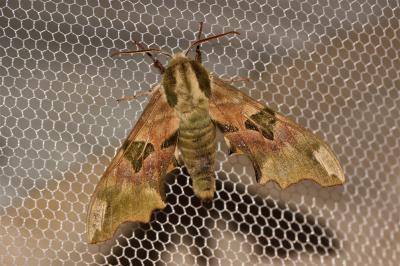 Sphinx du Tilleul (Le) Mimas tiliae (Linnaeus, 1758)