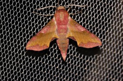 petit Sphinx de la Vigne (Le) Deilephila porcellus (Linnaeus, 1758)