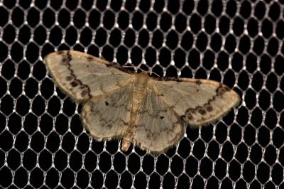 Acidalie retournée (L') Idaea trigeminata (Haworth, 1809)