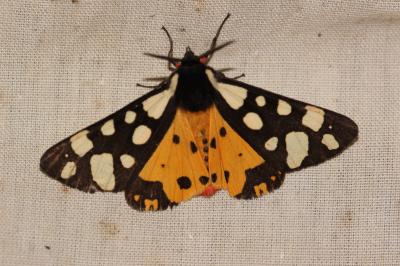 Ecaille fermière (L'), Ecaille villageoise (L') Arctia villica (Linnaeus, 1758)