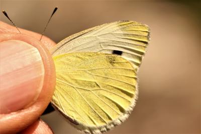 Piéride de l'Ibéride (La), Piéride jumelle (La) Pieris mannii (Mayer, 1851)